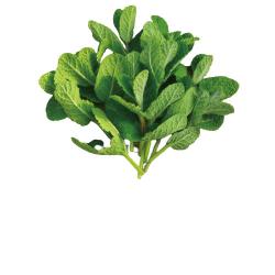 유기농 애플민트 생잎 큰 잎 100g/모히또용, 1봉
