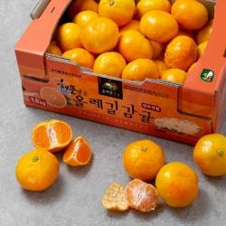 Gap 인증 해풍맞은 올레길 당도선별 하우스감귤 1.5kg 1개