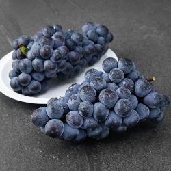 아주마 영동 상주산 캠벨포도 1kg 1개