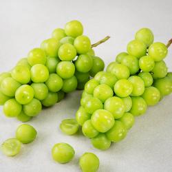 산지직송 아주마 영동 상주산 샤인머스켓 1.5kg 2~3수 1개