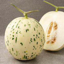 [로켓프레시] 새벽경매 아삭한 백자메론, 1.2kg, 1개