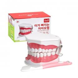 캐스비 네이처 이가 빠지는 치아 모형 혼합 색상