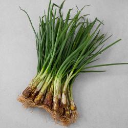 국내산 흙쪽파 500g 1봉