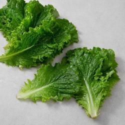 국내산 청상추 150g 1봉