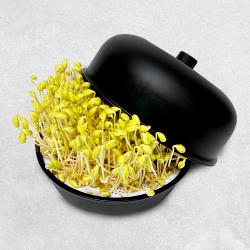 코멧 홈 콩나물 재배기 1개