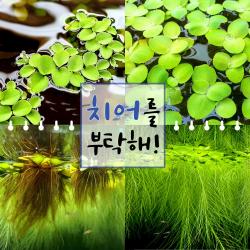  미초 치어를 부탁해! 부상수초 2종 랜덤 세트 / 구피 수초 / 베타 수초 / 치어 수초 / 새우 수초 / 초보자 수초 10뿌리 5+5 