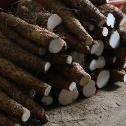 산지직송 더조은 국내산 장마(중품) 5kg, 장마(중품) 5kg