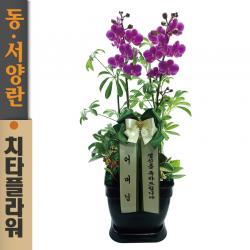 치타플라워 만천홍 서양란 승진 축하 생일 개업 이사 화분 Ct04a 01 미니 호접란 전국 당일 배송 꽃배달