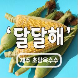 제주도 초당옥수수 산지직송 (당일새벽수확발송) 백화점납품 고당도종자 달옥수수 하우스재배, 07.온가족용(20개입)특품