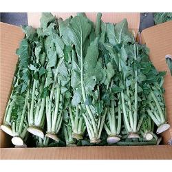[농장직송] 강원도 정선 고랭지 생무청 생무우청 시래기 무청김치용 무없는무청 3kg/6kg 무있는무청 5kg/10kg