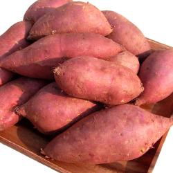 아빠의 마음 꿀고구마 꿀밤고구마 달수고구마 베니하루카3kg 5kg 10kg 등급선택 1개 꿀고구마3kg 특상품 