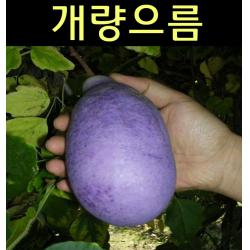 개량으름(대과종) 삽목3년 지주 화분/나무 묘목