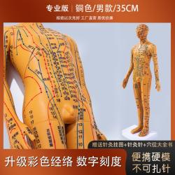 인체 혈자리 중의학 한의학 연습용 모형 침술 마사지 교습용 침자리, A. 35cm 남성개