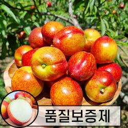 [6월10일 순차출고] 신비복숭아 신선복숭아 딱딱이 천도복숭아, 신선(천도) 1kg 중대과