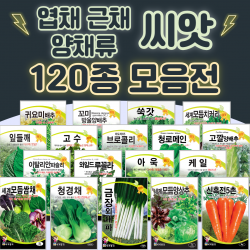 채소씨앗 / 공심채 루꼴라 케일 고수 깻잎 브로콜리 청경채 시금치 치커리 쑥갓 종자, 116. 금장외대파 2000립