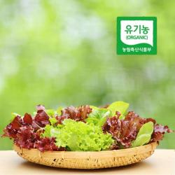 모둠 쌈야채 오전수확 싱싱한 유기농 모듬 쌈 채소 1kg 쌈케일 쌈추 적치커리 샐러드