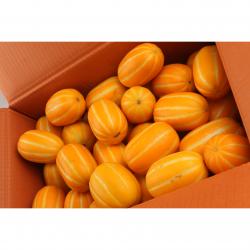 내고향농수산 참외 성주참외 직거래 꿀참외 특등품 3kg 5kg 10kg, 10kg, 1박스