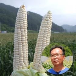 괴산대학찰옥수수 특상품 1박스 30개 당일수확 당일발송