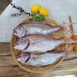부산 반건조 생선 제주산 참돔 손질 제수용 구이용 찜용 대 37cm/650g 내외 