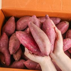 농부마음 꿀밤고구마 꿀고구마, 3kg(한입), 1box