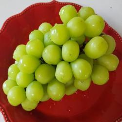 달달과수원 샤인머스켓 2kg 망고포도 국내산 청포도 샤인머스캣 최상품 선물추천 과일선물 1박스 2kg 