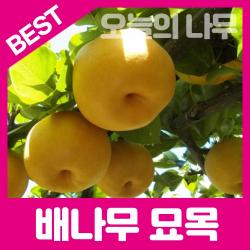 합리적 가격의 우수한 배나무묘목(신고배 원황배 황금배), 신고배 접목2년생