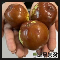 (나무농장) (평일당일발송) 대왕대추나무(다왕자오) 접목1년 묘목
