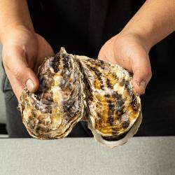 성혼수산 사계절굴 1박스 2kg