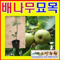 (D소망)배나무묘목 접목1년(포트)4그루(4품종 선택형)