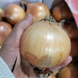 청도산지직송 피양파 노지양파 햇양파5kg(혼합사이즈)