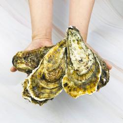 씽싱 4계절 먹는 왕굴 개체 굴 1kg 삼배체 이배체, 1box, 삼배체굴 1kg