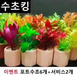 수초킹 키우기 쉬운 포트수초랜덤+서비스2개, 6개