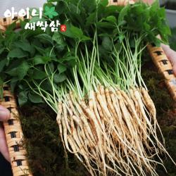 아이니 새싹삼 2~3년근 특대 50뿌리 [선물포장가능], 1box, 고급 부직포가방