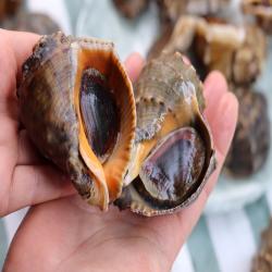 홍성수산 안면도 자연산 참소라 1kg (3-5미)