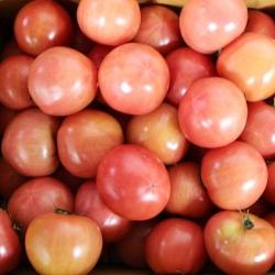 기타 완숙토마토 주스용 산지직송(4-5번), 완숙토마토 (주스용) 5kg (4-5번), 5kg