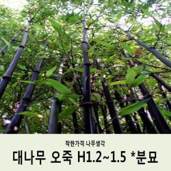 착한가격 나무생각 대나무 오죽 H1.2~1.5*분묘 택배가능 