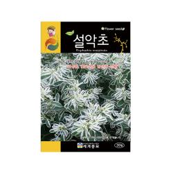 모칸도 무배 세계 설악초 꽃씨 30립 