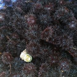 독도사랑 국산 동해안 성게알 500g, 1개, 성게알(500g)
