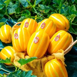 당도선별 최상급 성주 참외 3kg 5kg농장직송 당도보장, 가정용 참외 3kg(로얄과)