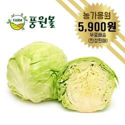  농가응원 5900원 + 무료배송 속이 꽉찬 아삭한 못난이 양배추 4kg 2~4통 