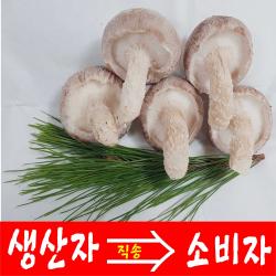 송이송향버섯 (산지직송 선물용) 오전11시전주문시 내일도착(주말 및 공휴일 제외), 1박스, 알뜰형1kg