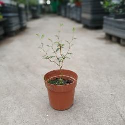식물공장 마오리 솦라 소품 20~40cm 89 코로키아 야생화 공기정화식물 관엽식물
