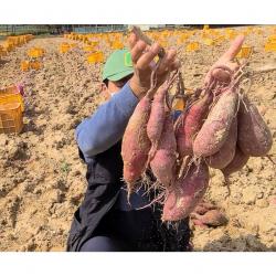 여주고구마 꿀고구마 베니하루카 카라유타카 2kg 5kg 10kg 생산자 판매, 10kg_상중