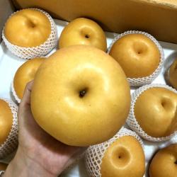 나주배 신고배 가정용 선물용배 햇배 꿀배 황금배 화산배 7.5kg