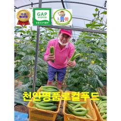 [천안명품 로컬푸드] 천안 백다다기 백오이 농부 직접재배 당일수확 발송 우수농산물 오이 착한가격 30개 50개 100개 (만족은 100% 100개구입시 부추증정), 오이지용100개(특)