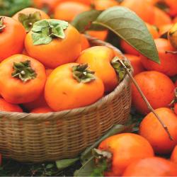 (10월12일부터 순차발송) 당도보장 달콤한 영암 대봉감 4.5kg, 대봉감 4.5kg(22-25과)