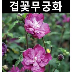 겹꽃무궁화(퍼플러플스) 삽목3년 개화주 화분/나무 묘목/활엽수/정원용