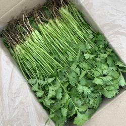 국내산 장인이 만든 고수 2kg / 포천 싱싱팜 고수 1kg