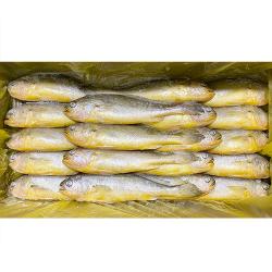 부산이오 냉동 부세 조기 제수용 제사용 구이용 3.4kg 박스 도매