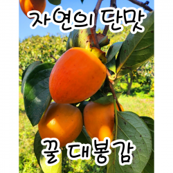 지리산자락 꿀 홍시 대봉감!! 구례 순천 광양 특품선물용 최상품 꿀 대봉, 대봉10kg 특대과 (28과수 내외)
